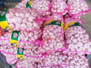 Wholesale fresh potatoes: Fresh Garlic