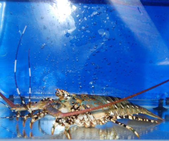Sell Live Tiger Lobster