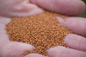 Wholesale biodiesel: Camelina Seeds