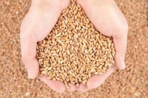 Wholesale gluten meal: Wheat Grains
