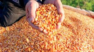 Wholesale maize: Corn Grains