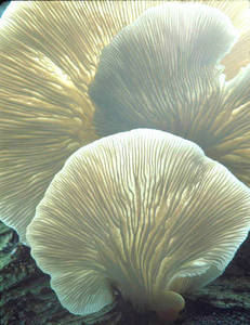 Wholesale mushroom: Dry Oyster Mushroom