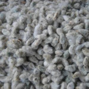 Wholesale quality: Premuim Quality Cotton Seed