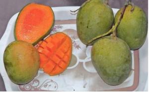 Wholesale fresh: Fresh Mango