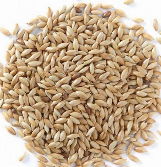 best quality canary seed