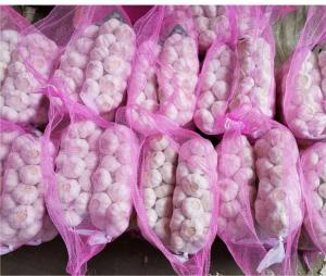 Wholesale pc: Garlic 