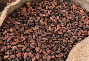 Wholesale Chocolate Ingredients: Cocoa Seed