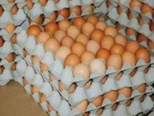 Wholesale Dairy: Fertile and Fresh Table Chicken Eggs for Sale