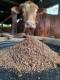 Sell Complete Feed for Beef Cattle