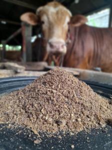 Wholesale fermentation: Complete Feed for Beef Cattle