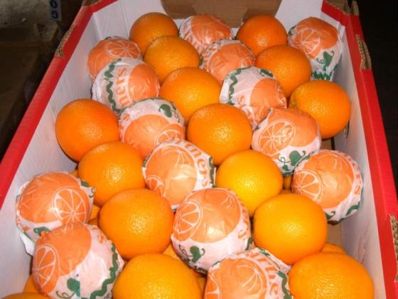 Fresh Navel Orange,Valencia Orange,Baladi Orange(id:10758352) Product ...