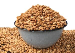 Wholesale beans: Honey Beans
