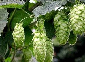 Wholesale acid: Fresh Hops and Hops Extract...