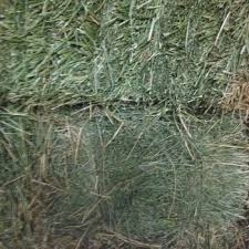Wholesale alfalfa hay bales: Alfafa Hay,Hay Animal Feed, Hay Feed
