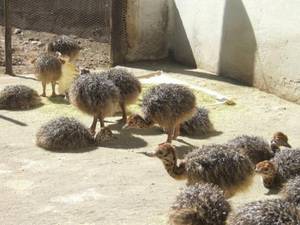 Wholesale chicks: Ostrich Chicks.