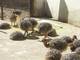 Ostrich Chicks.