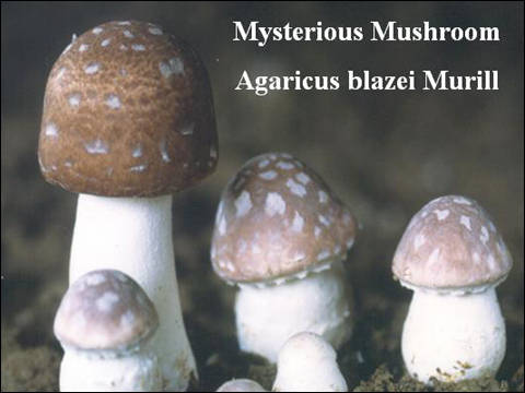 Sell Agaricus Mushroom(anticancer effect-health food)