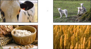 Wholesale feed additives: Animal Feed Additives