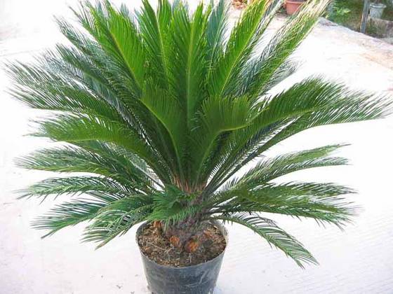 Lucky best sale palm tree