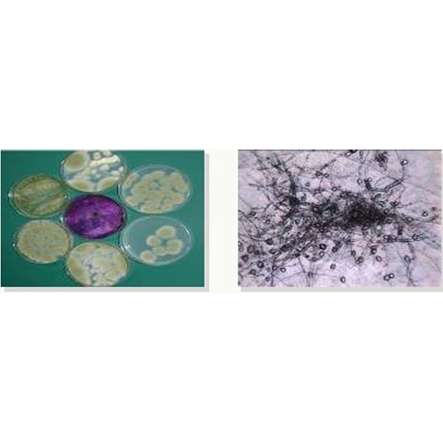 Synercell