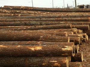 Wholesale suite: Logs / Pine Logs