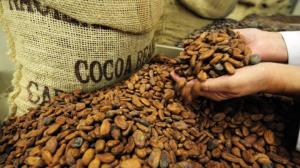Wholesale chocolate: Cocoa Beans