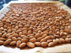 Wholesale Almond: Almond Nuts