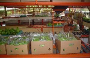 Wholesale green: Fresh Green Cavendish Banana