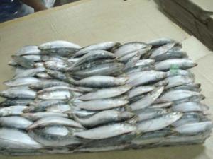 Wholesale Frozen Food: Frozen Sardine Fish