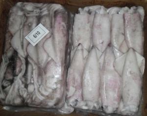 Wholesale raw material: Frozen Baby Squid Fish