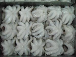 Wholesale retail: Frozen Baby Octopus