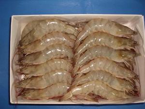 Wholesale black tiger shrimps: Frozen Black Tiger Shrimps