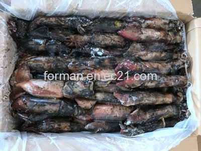 Sell : frozen black squid for baits