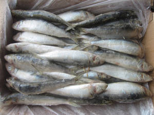 Wholesale Fish & Seafood: Sardine