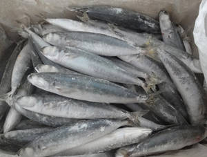 Wholesale Fish & Seafood: Round Scad (Muroaji)