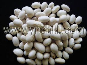 Wholesale white kidney beans: Kidney Bean
