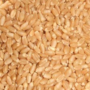 Wholesale corn gluten feed: USA Grade 1 Wheat Grain