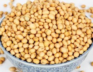 Wholesale manufacturer: Non Gmo Organic Yellow Soybeans Delicious Soybeans. Buy Soybean Seeds. Soybean Manufacturers