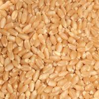 USA Grade 1 Wheat Grain