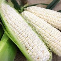 High Quality White Corn Yellow Corn Non GMO White Maize