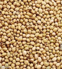 Wholesale gmo soybean: Soybean Seeds