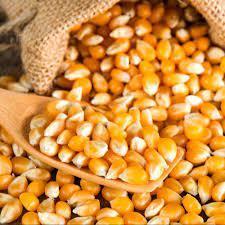 Wholesale maize: Corn