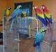African Gray Parrots,Parrotlets and Fertilised Eggs