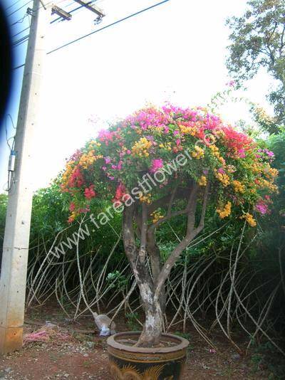 Bougainvillea Nursery Plant Id 3478949 Garden Plants Bougainvillea Nursery Plant