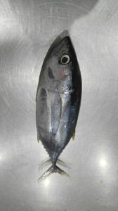 Wholesale seafood: Frozen Skipjack Tuna