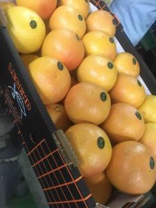 Wholesale Citrus Fruit: Lemon