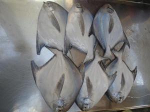 Wholesale Dried Food: Fresh White/Silver Pomfret Fish From Pakistan