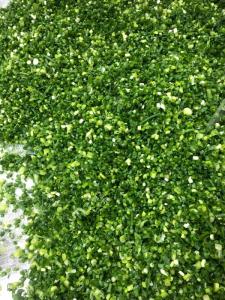 Wholesale chop: Spring Onion Chopped 200g PE 10kg 100%