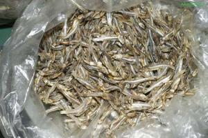 Wholesale fish: Dried Sprat Anchovy / 100% Sun Dried Sprat / Boiled Anchovy Sprats