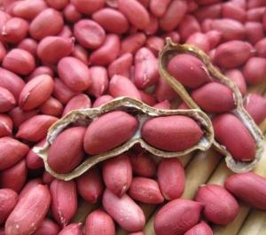 Wholesale jute bag: Quality Raw Peanut / Raw Groundnuts / Raw Peanut in Shell/ White and Red Peanuts